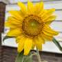 20231010 Sunflower